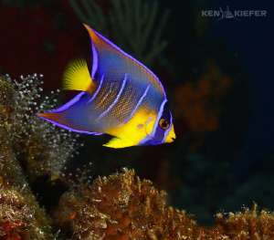 Juvenile Queen Angel in Cozumel, Mexico
Canon 5D3 w/ 8-1... by Ken Kiefer 